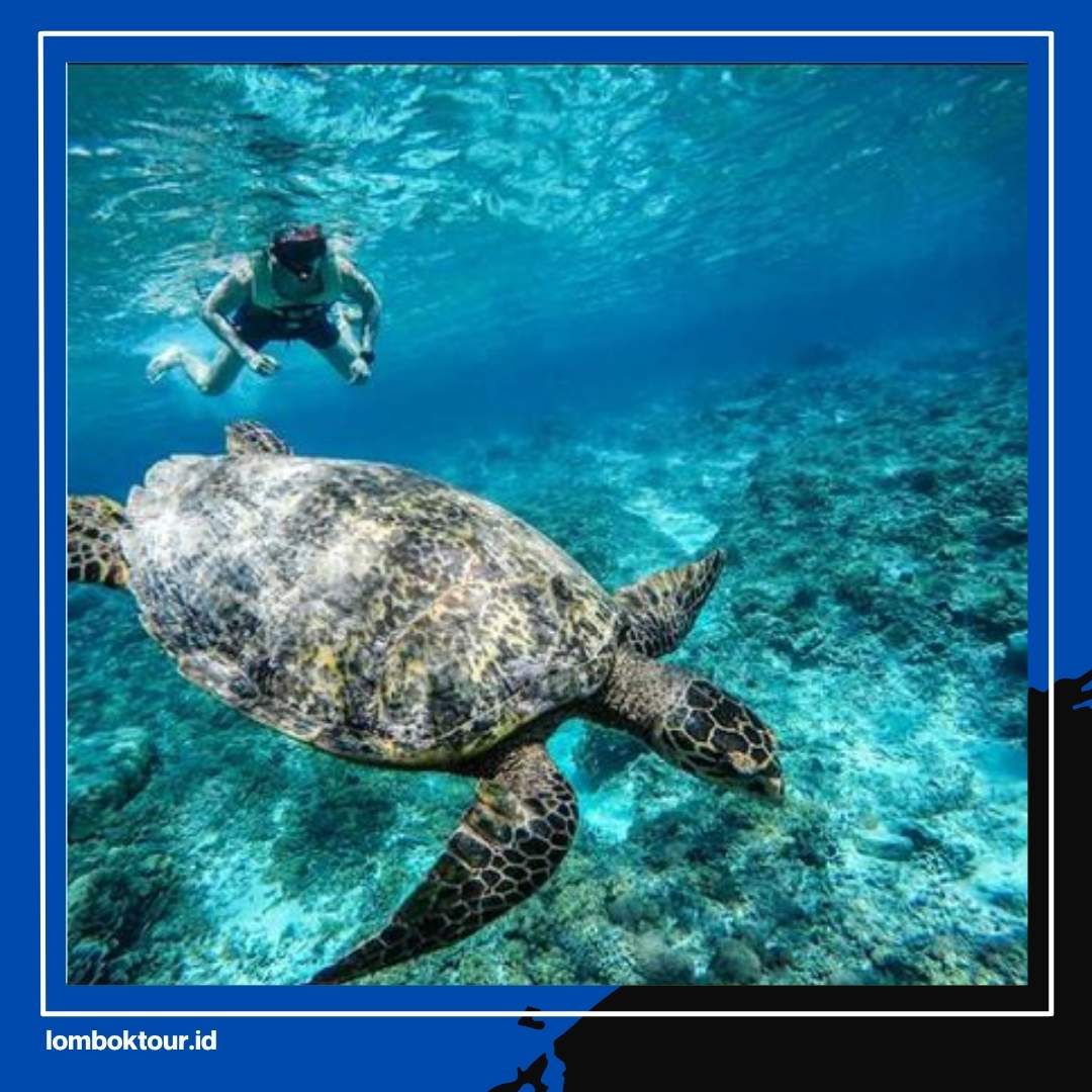 Turtle Snorkling Kepulauan Gili Surga Bawah Laut Lombok yang Bikin Ketagihan